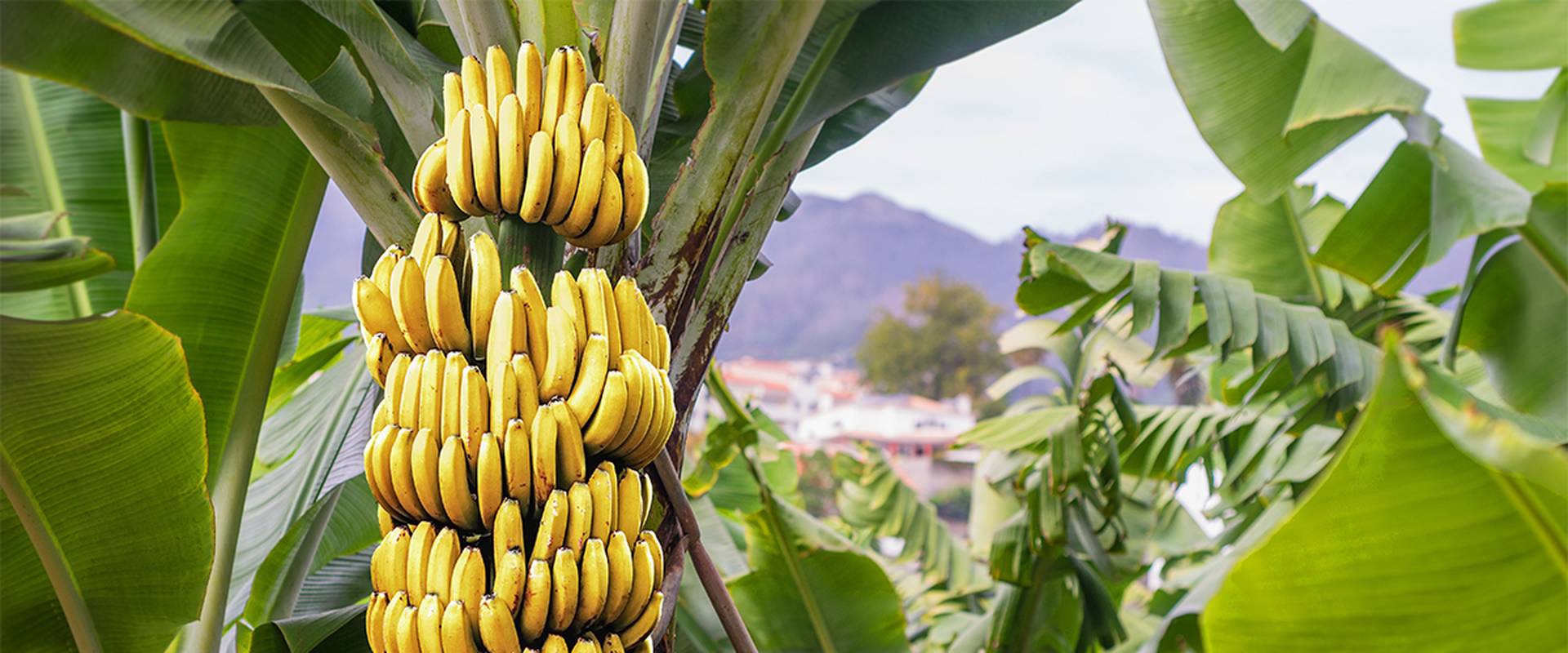 agrochemicals bananas