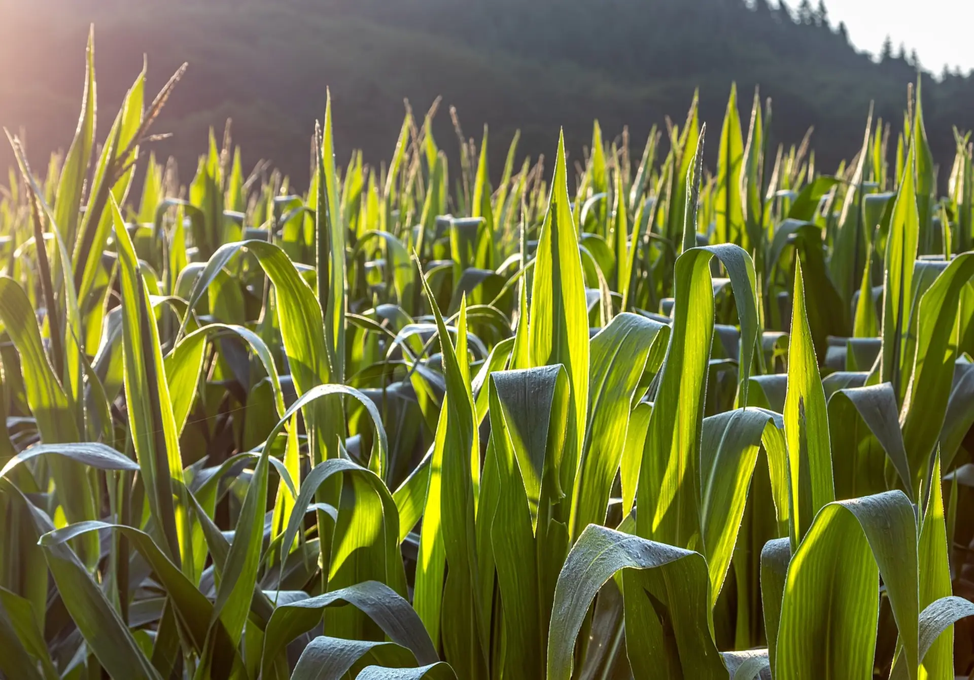 Maisfeld