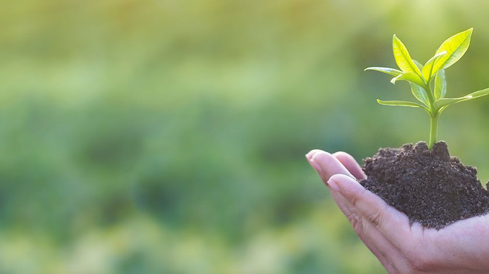 Seedling in Hand