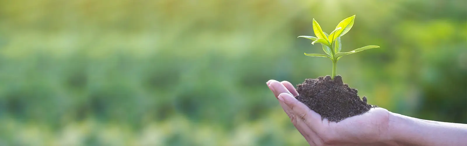 Seedling in Hand