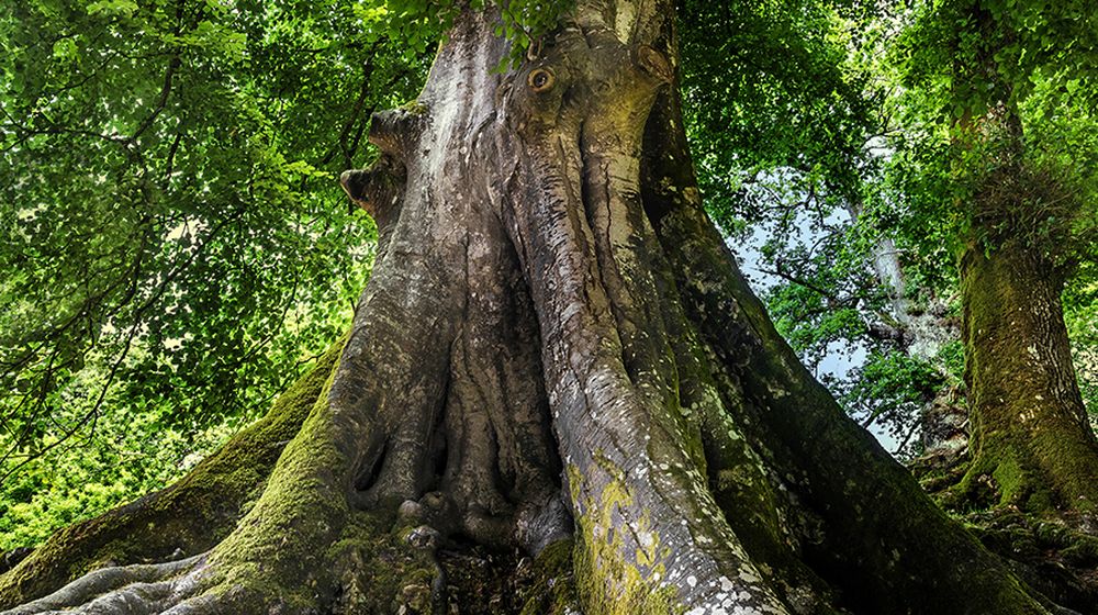 Tree trunk