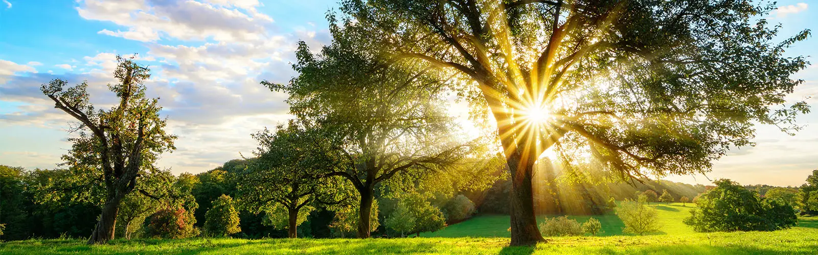 Baum Bild Header