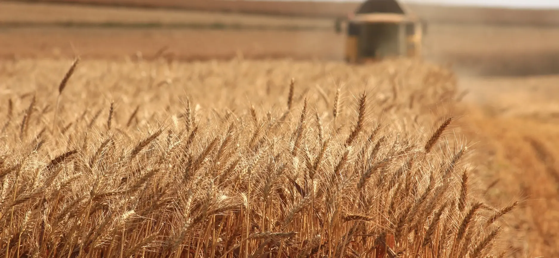 grain-farm