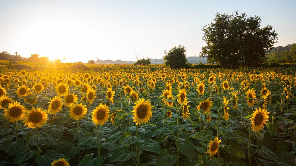 Sonnenblumen