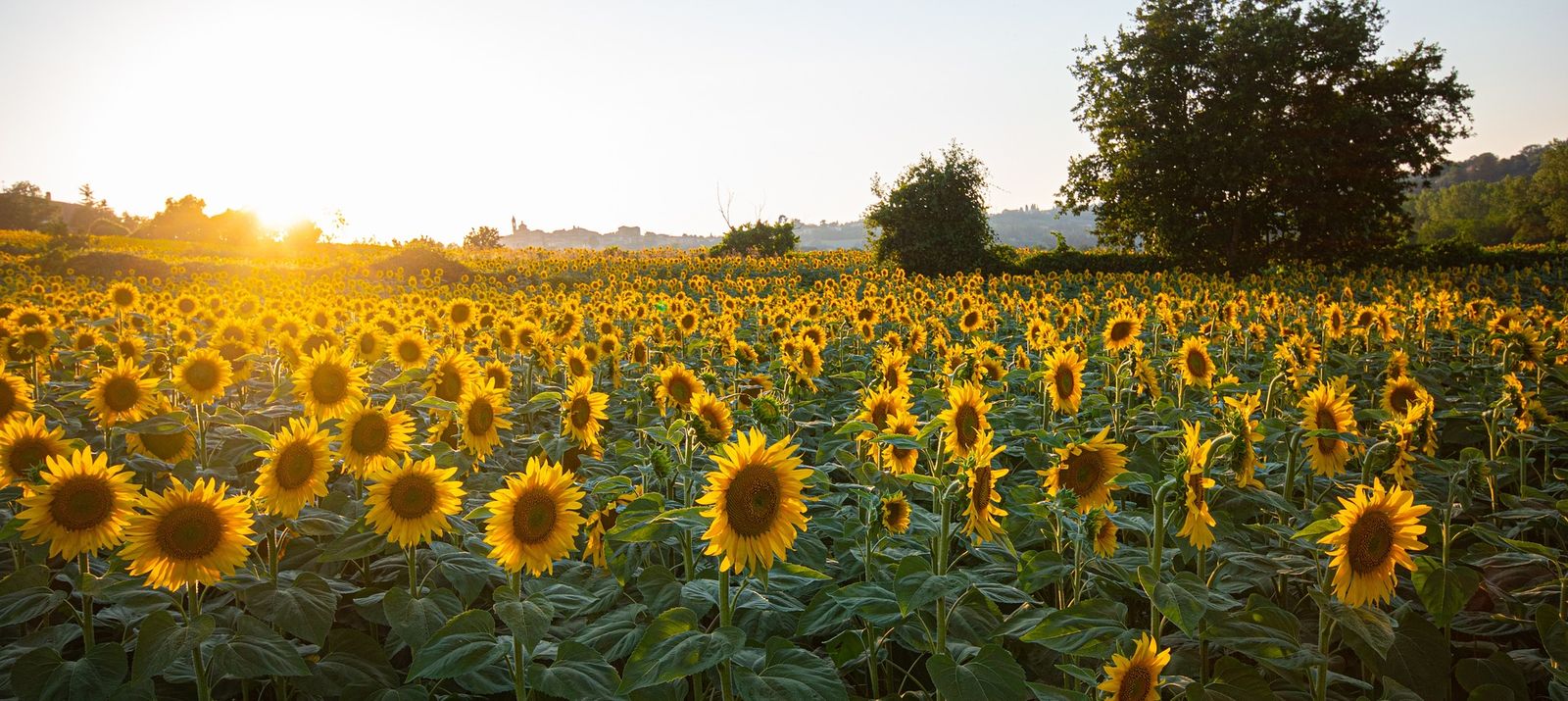 Sonnenblumen