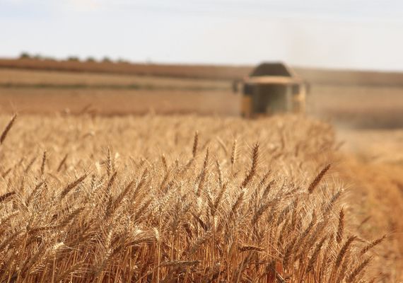 Grain farm