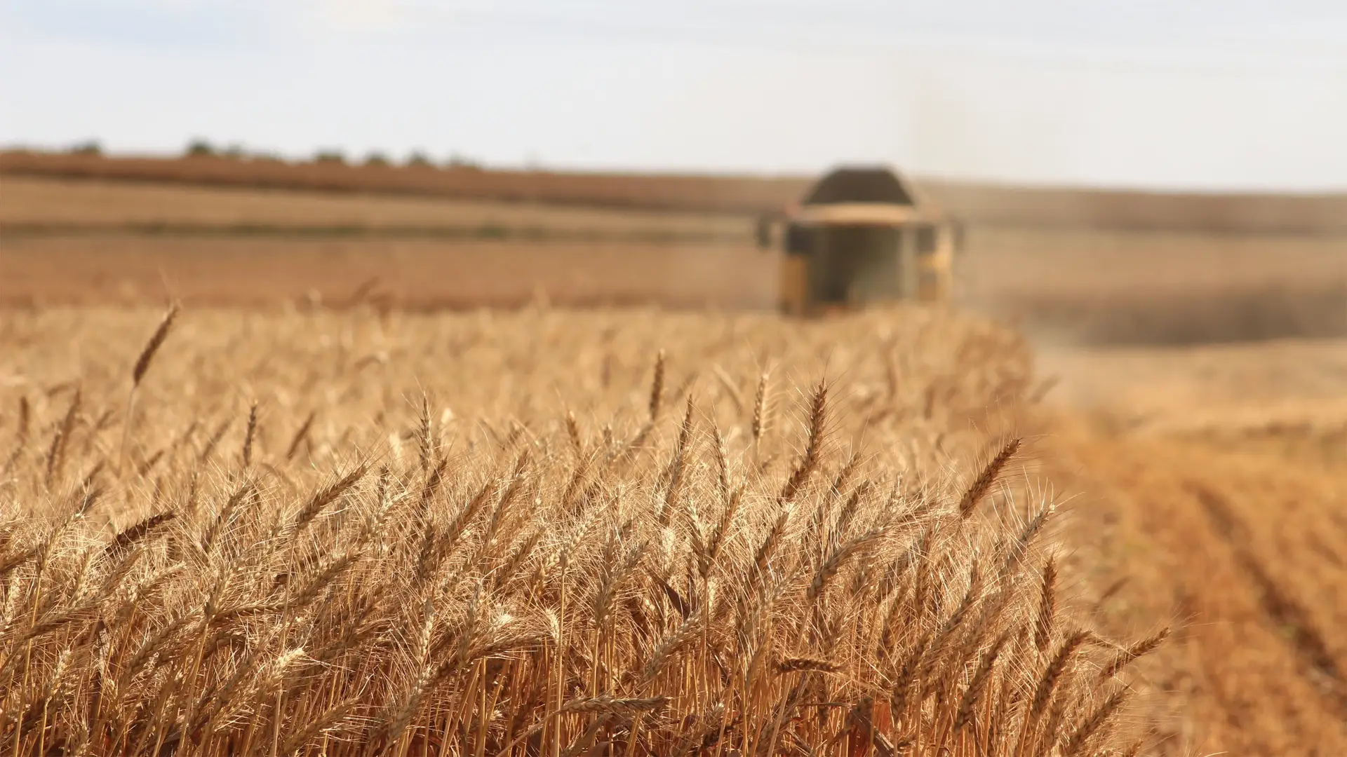 Grain farm