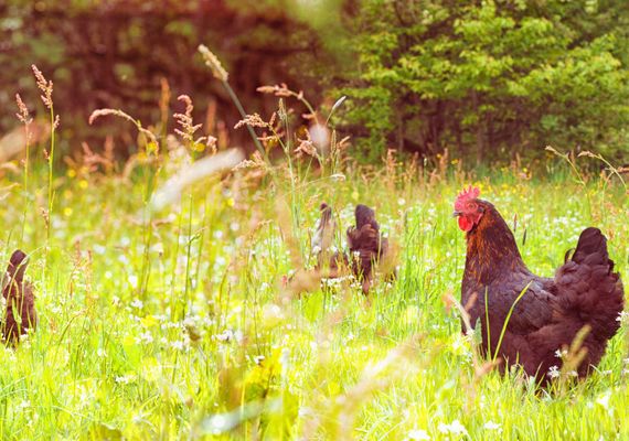 Chicken
