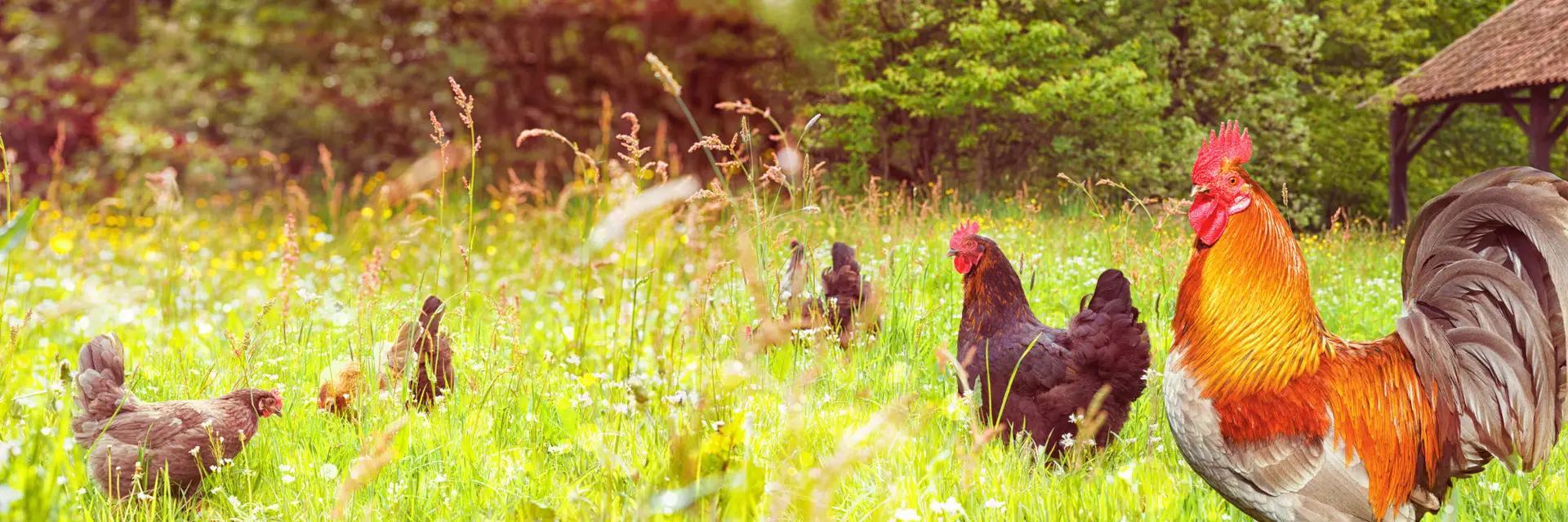 Chicken