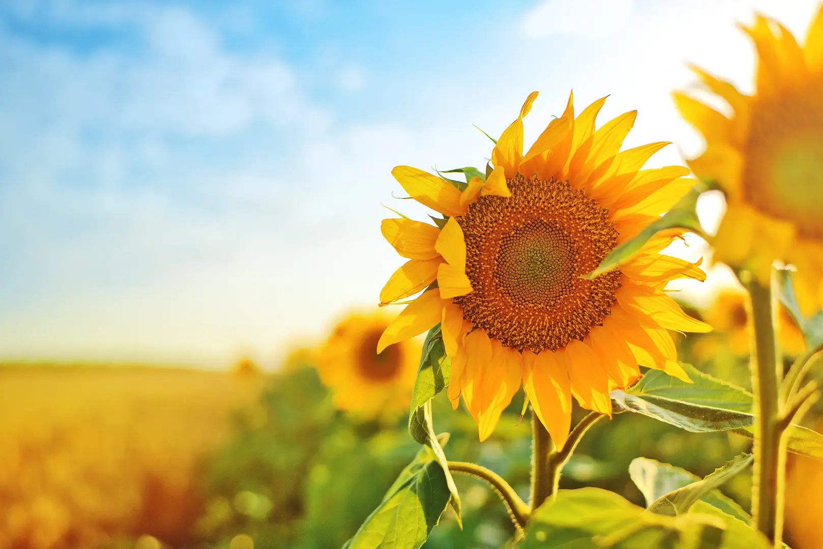 Sunflowers_M·BIOBASE