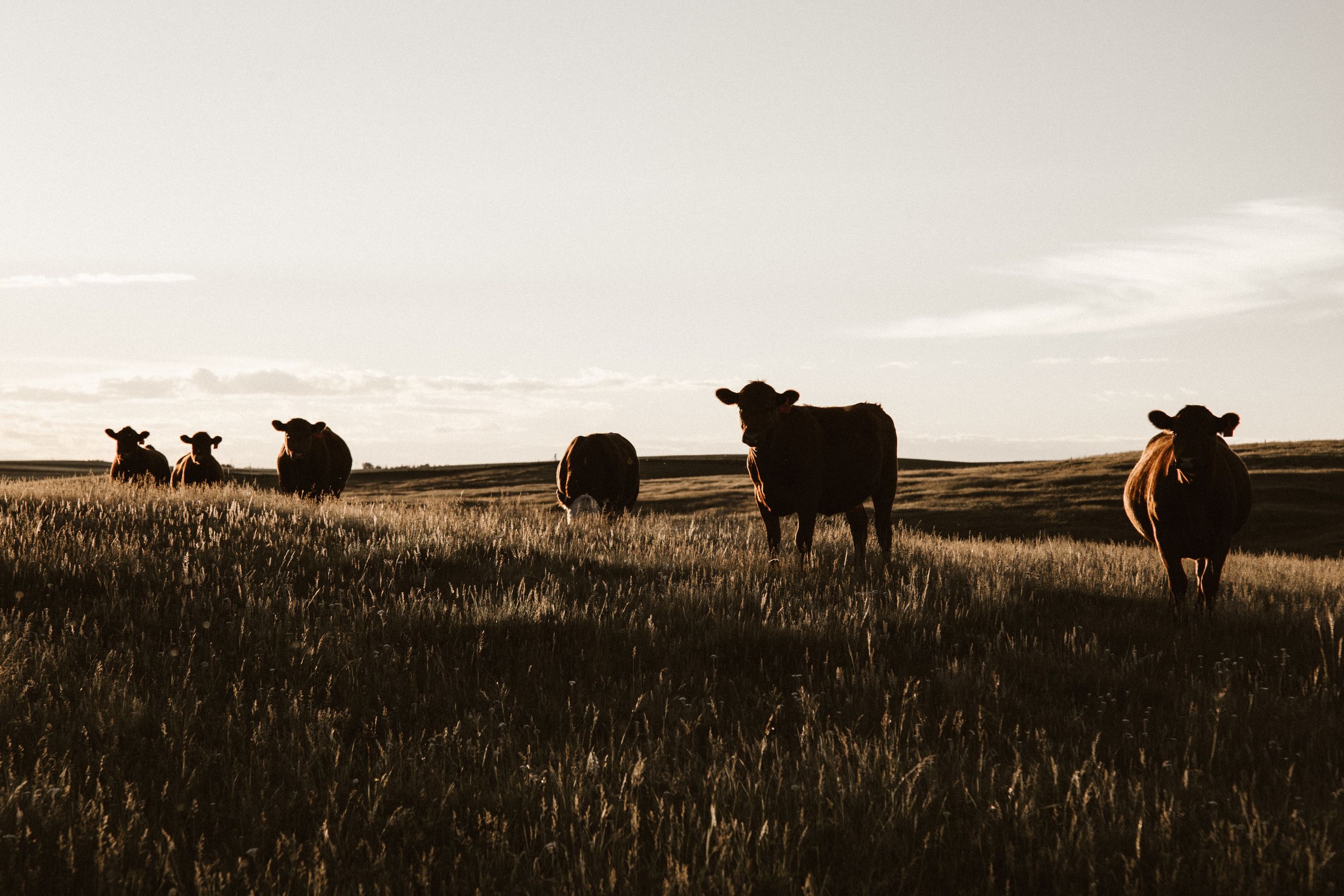 cows on a field