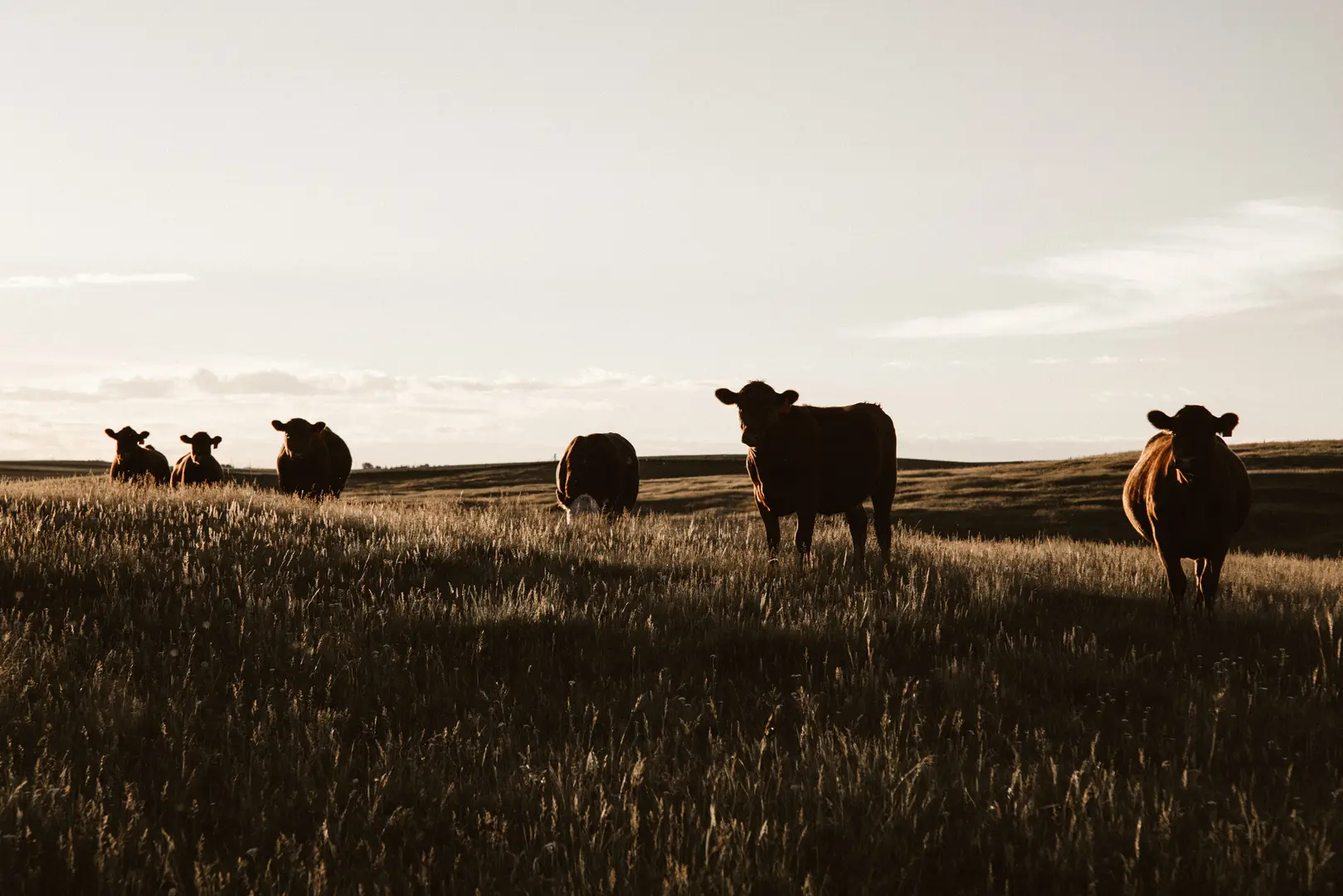 cows on a field