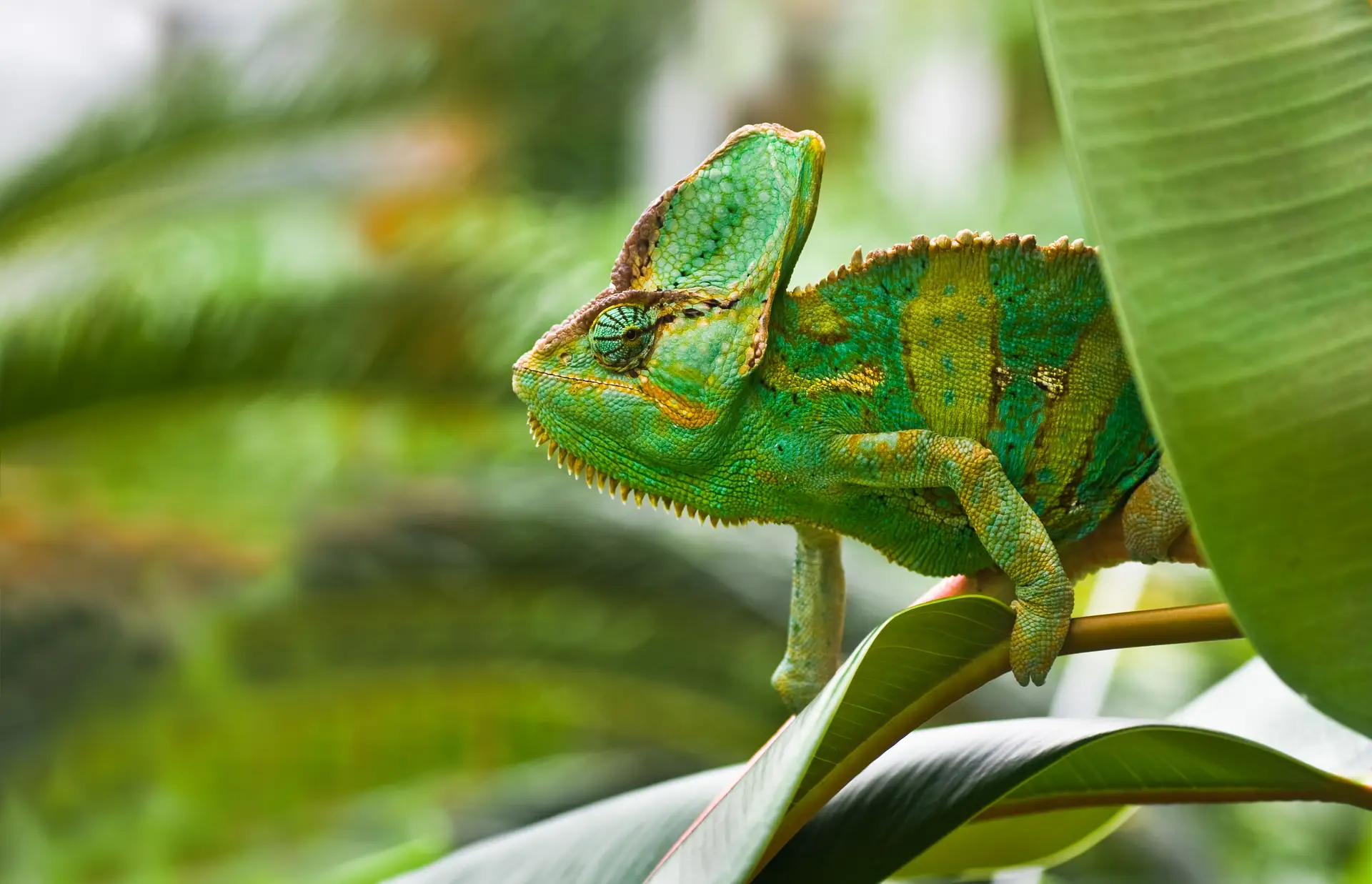 M·BIOBASE_PPH_120_nat_cameleon