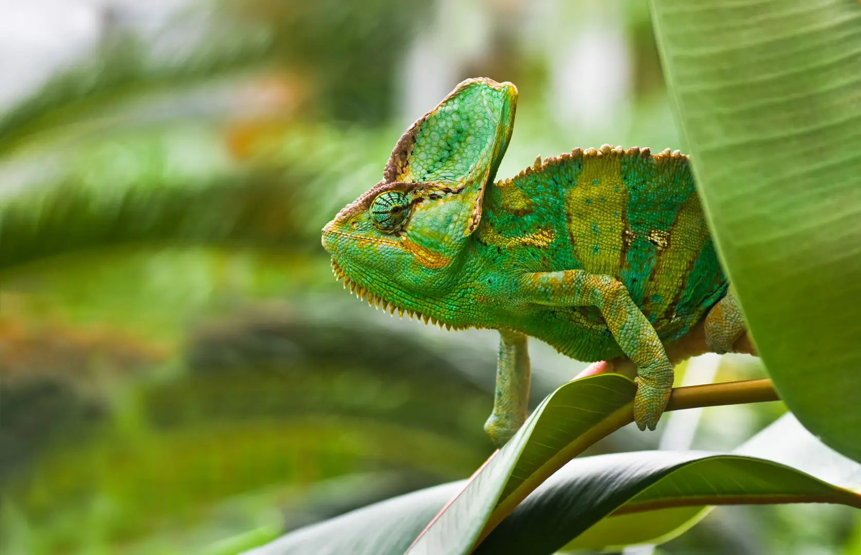 M·VERA_GP1015_cameleon