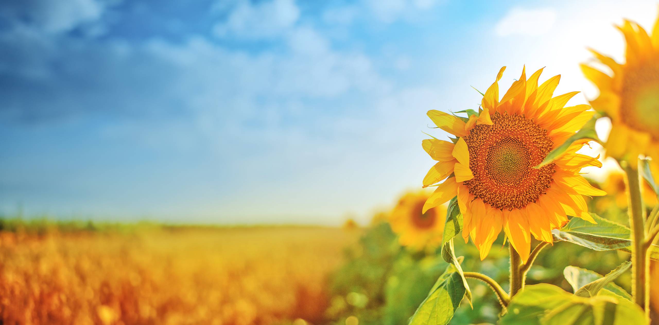 header-Sunflowers_M·BIOBASE