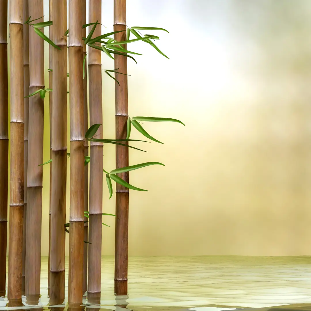 M·VERA_GP1025_bamboo