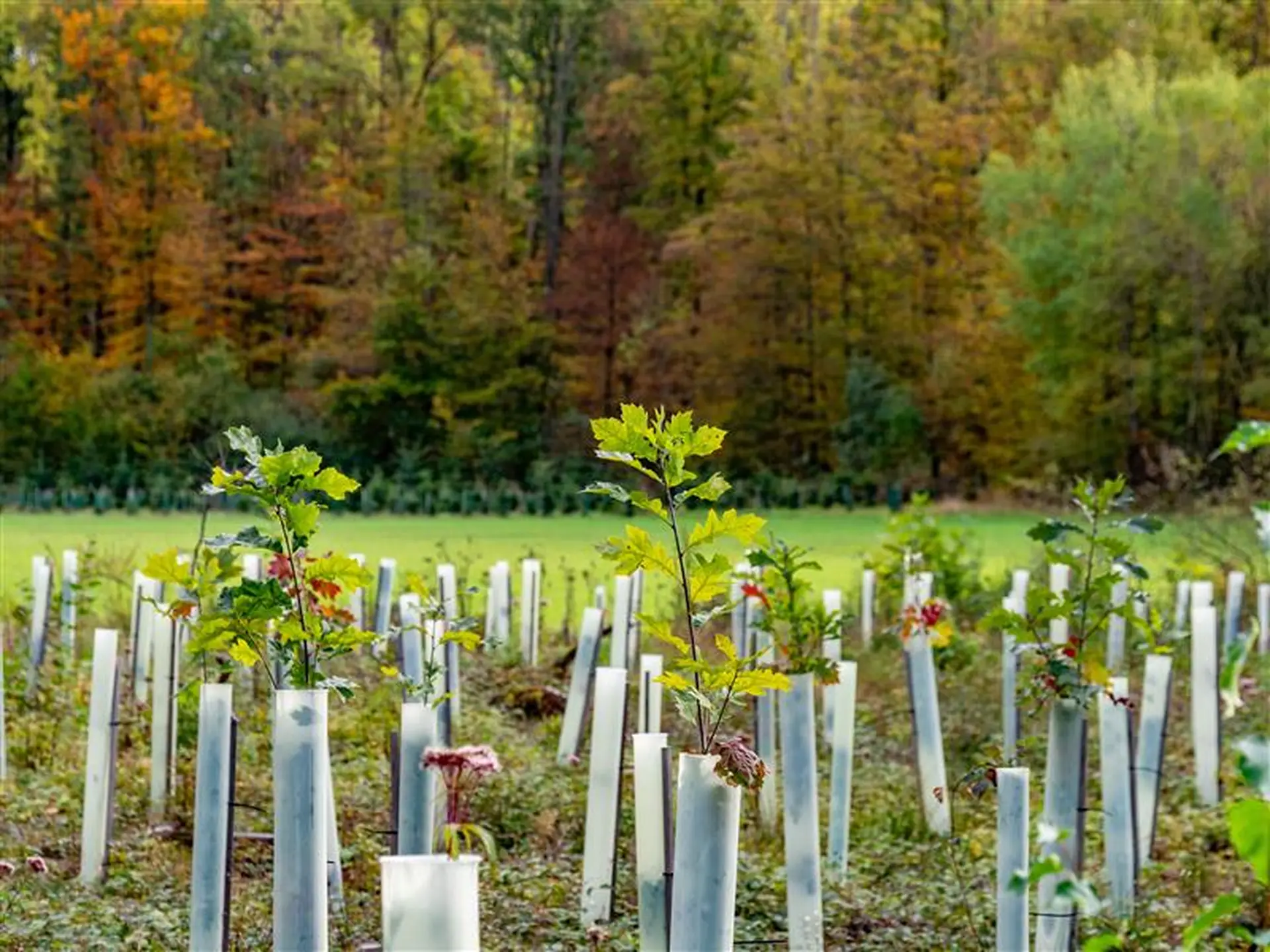 Tree_protection_covers