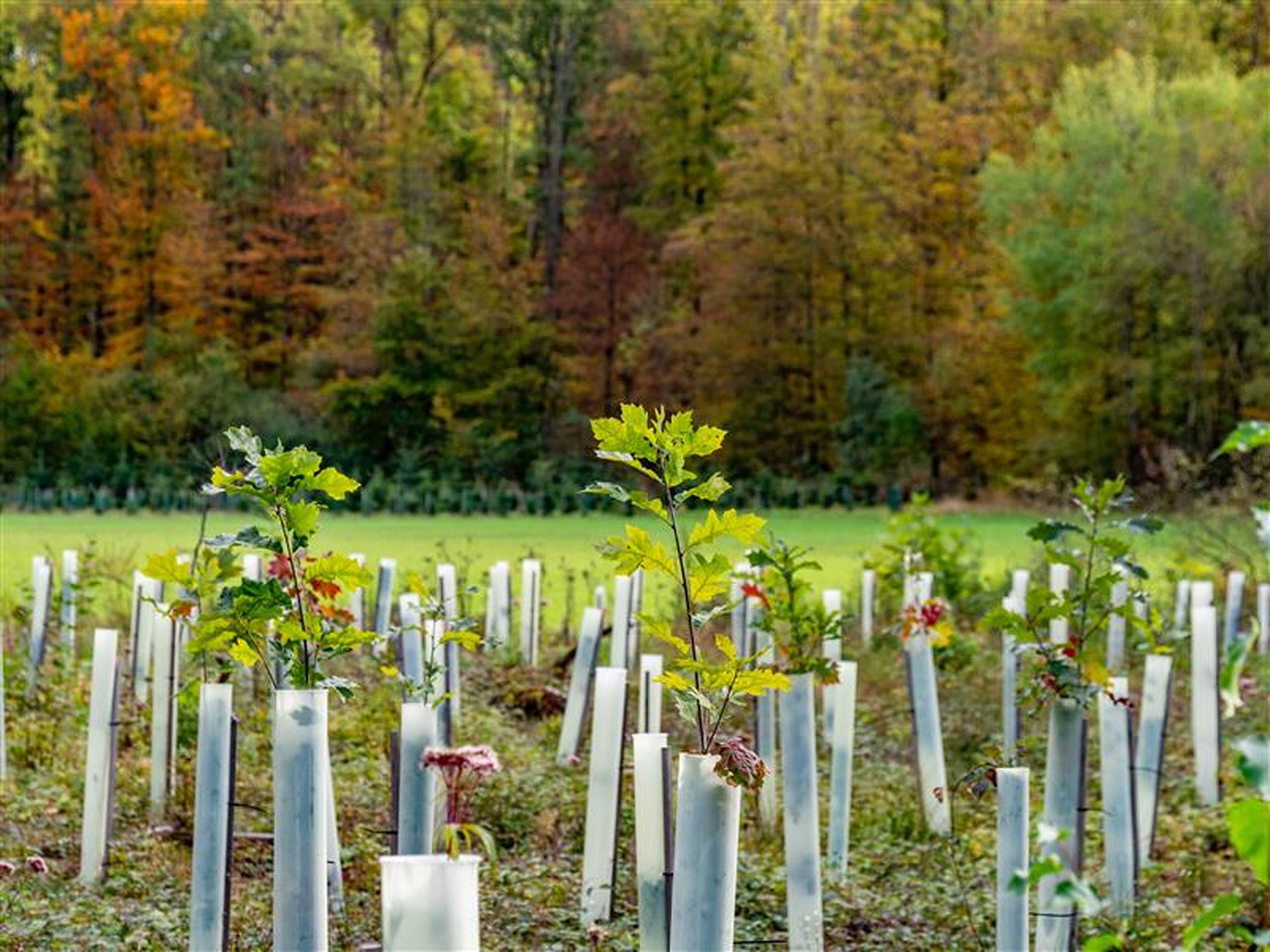 Tree_protection_covers