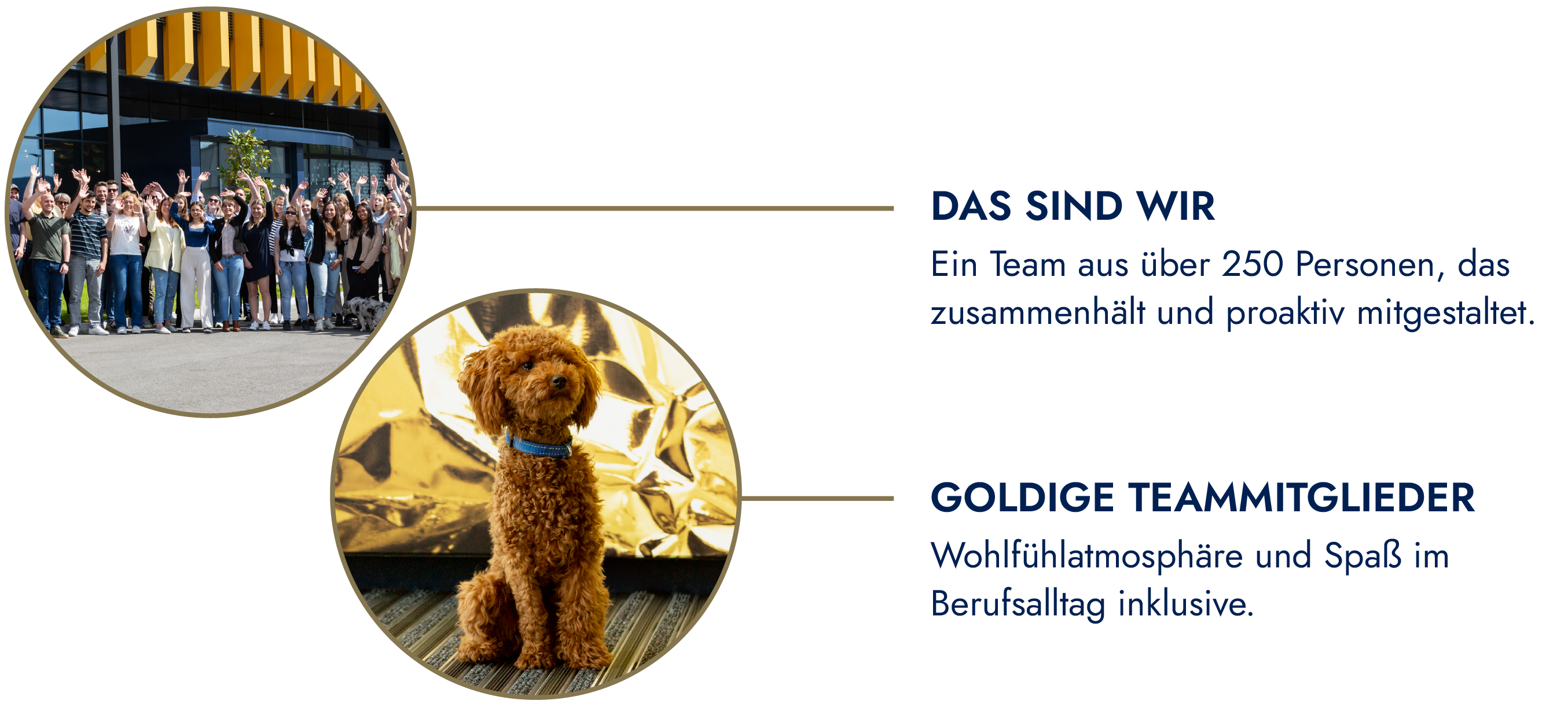 Ein Team von über 250 Personen und ein flauschiger Hund als Teammitglied vor einem goldenen Hintergrund.