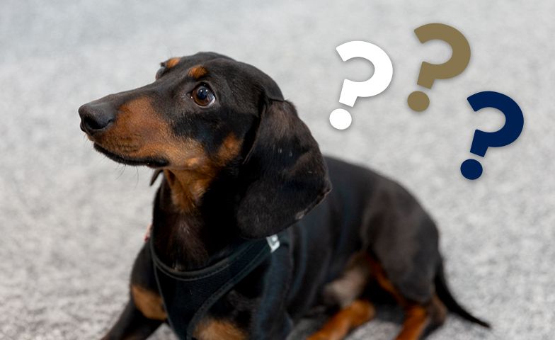 FAQ Ein Dackel mit glattem, braun-schwarzem Fell sitzt auf einem grauen Boden, umgeben von drei Fragezeichen.