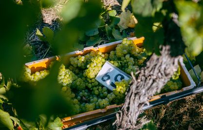 Harvest at Devil's Lair Boskell vineyard