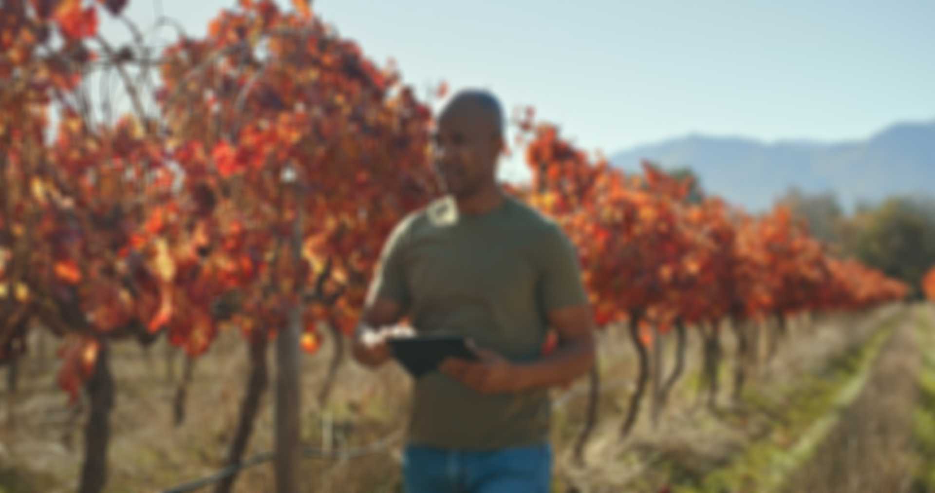 Farmer inspecting grapes on vine