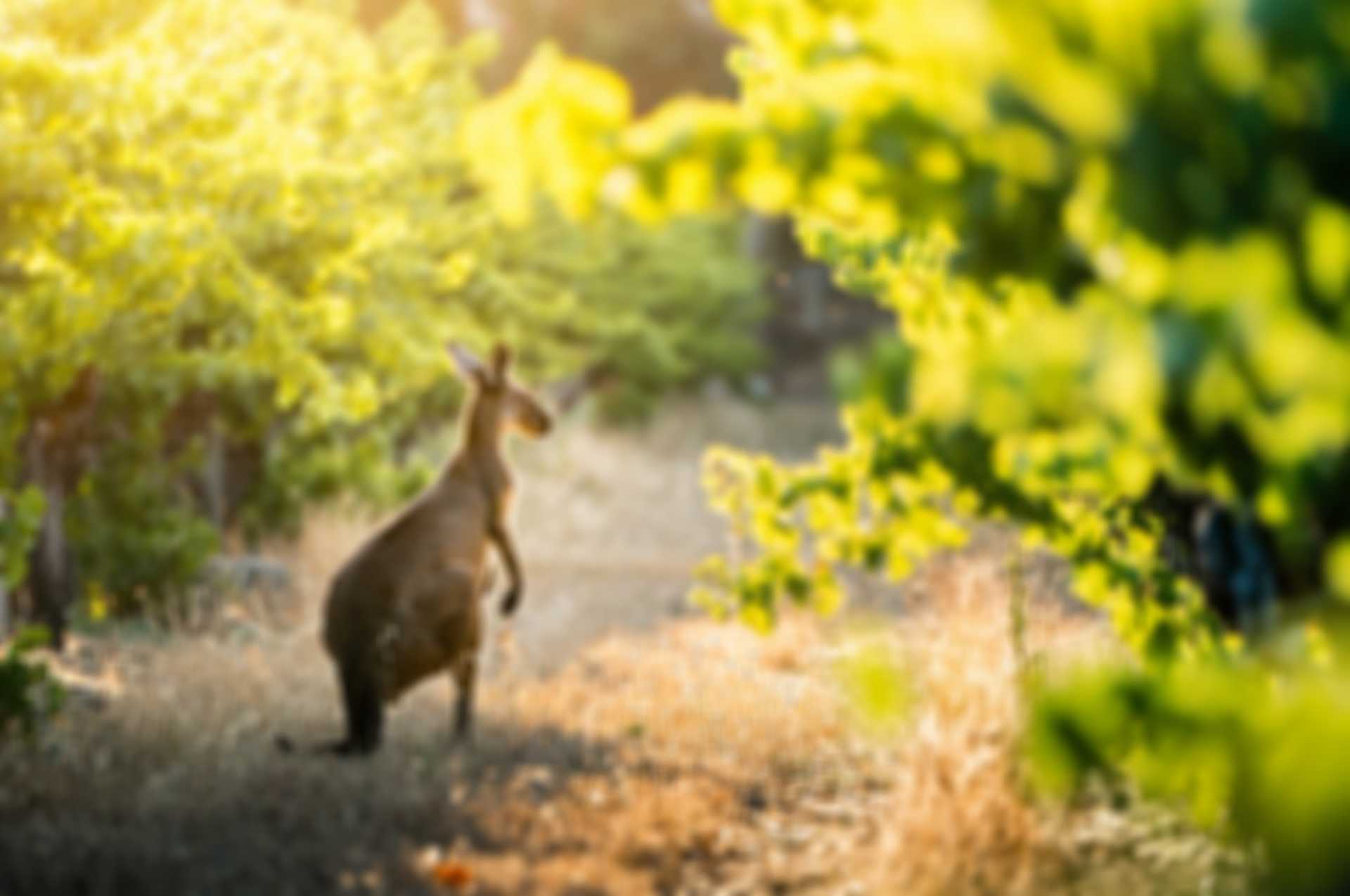 Kangaroo between vines
