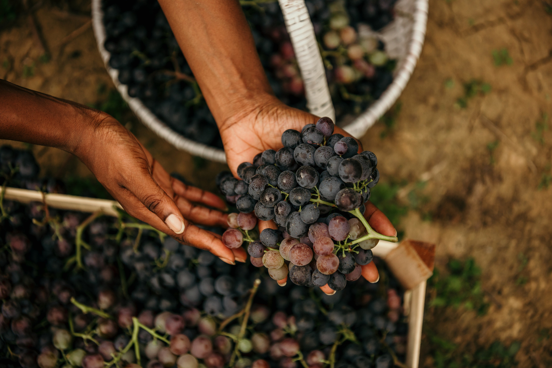 Hands holding a bunch of grapes