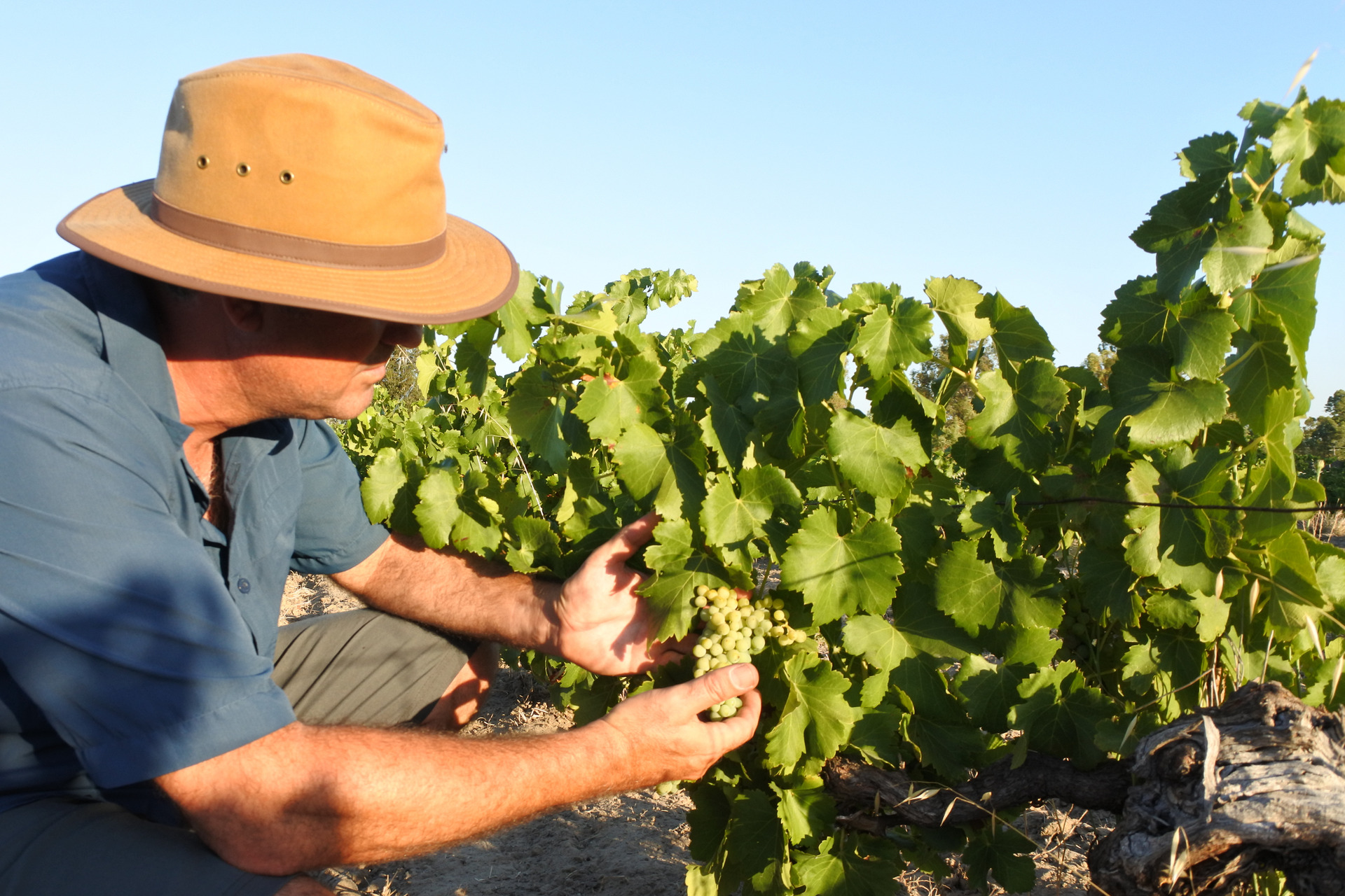 Farmer inspecting grapes on vine