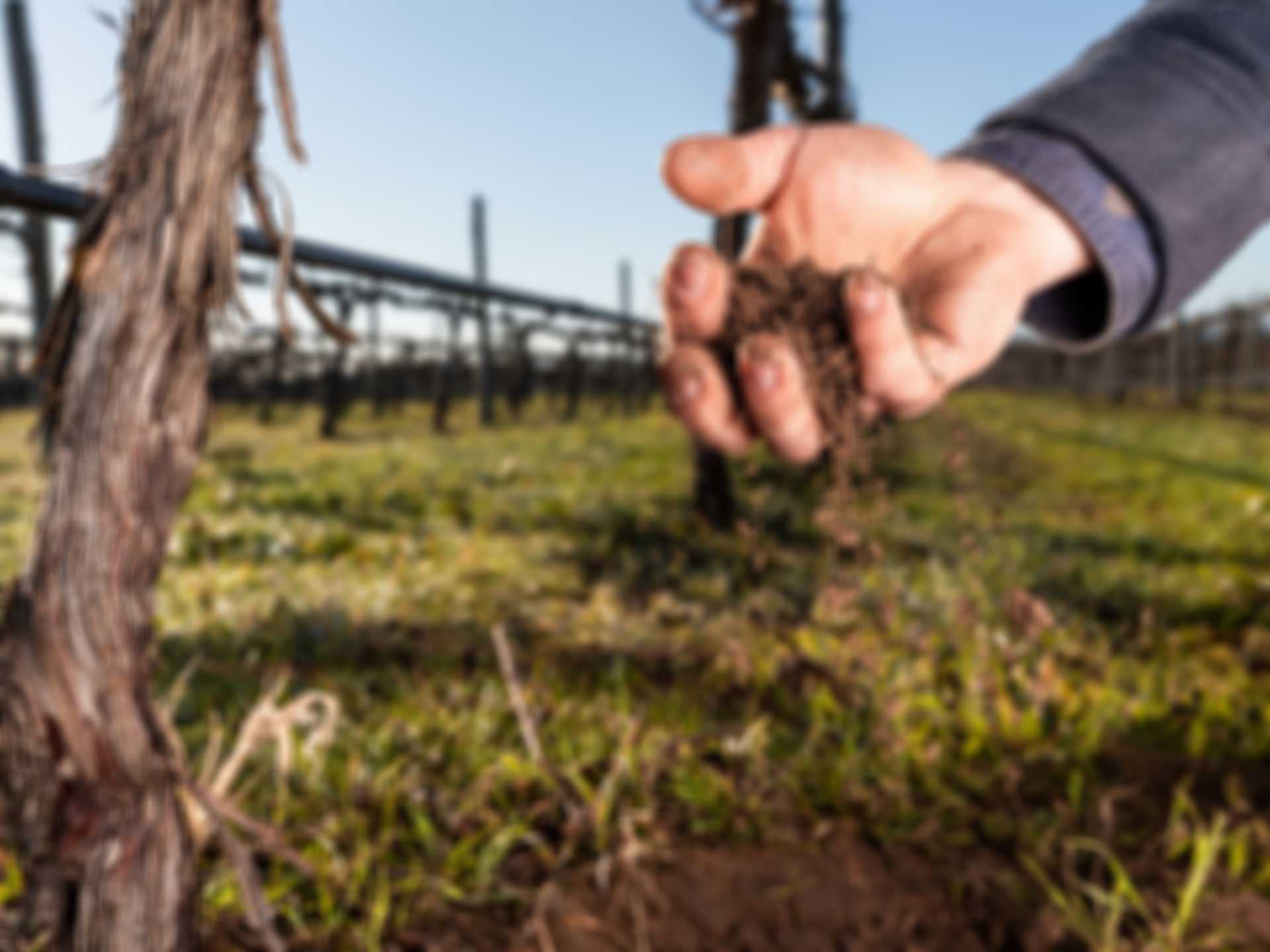 A man holding dirt next to a grapevine.