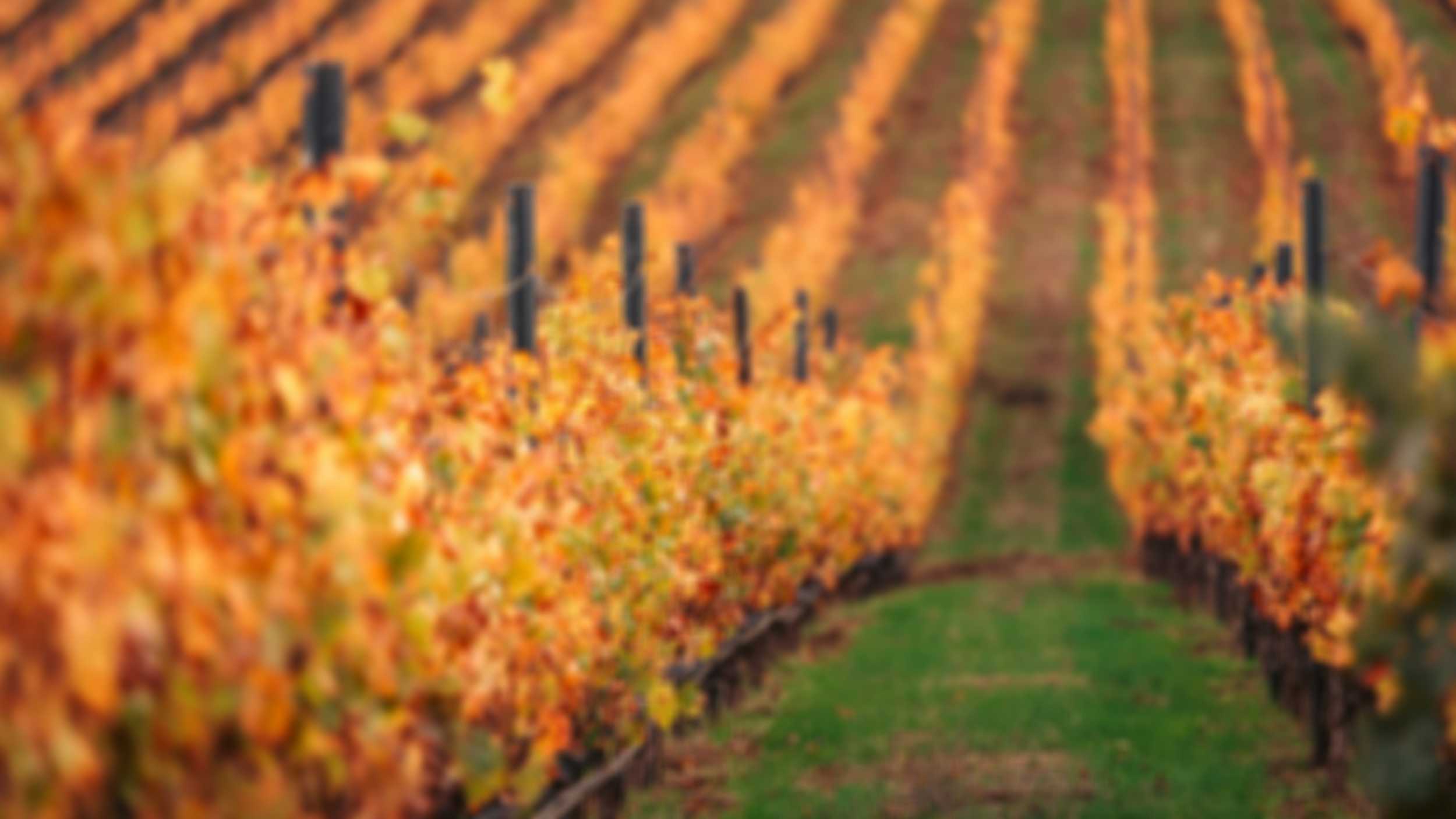 Invest in a global leader in wine | TWE