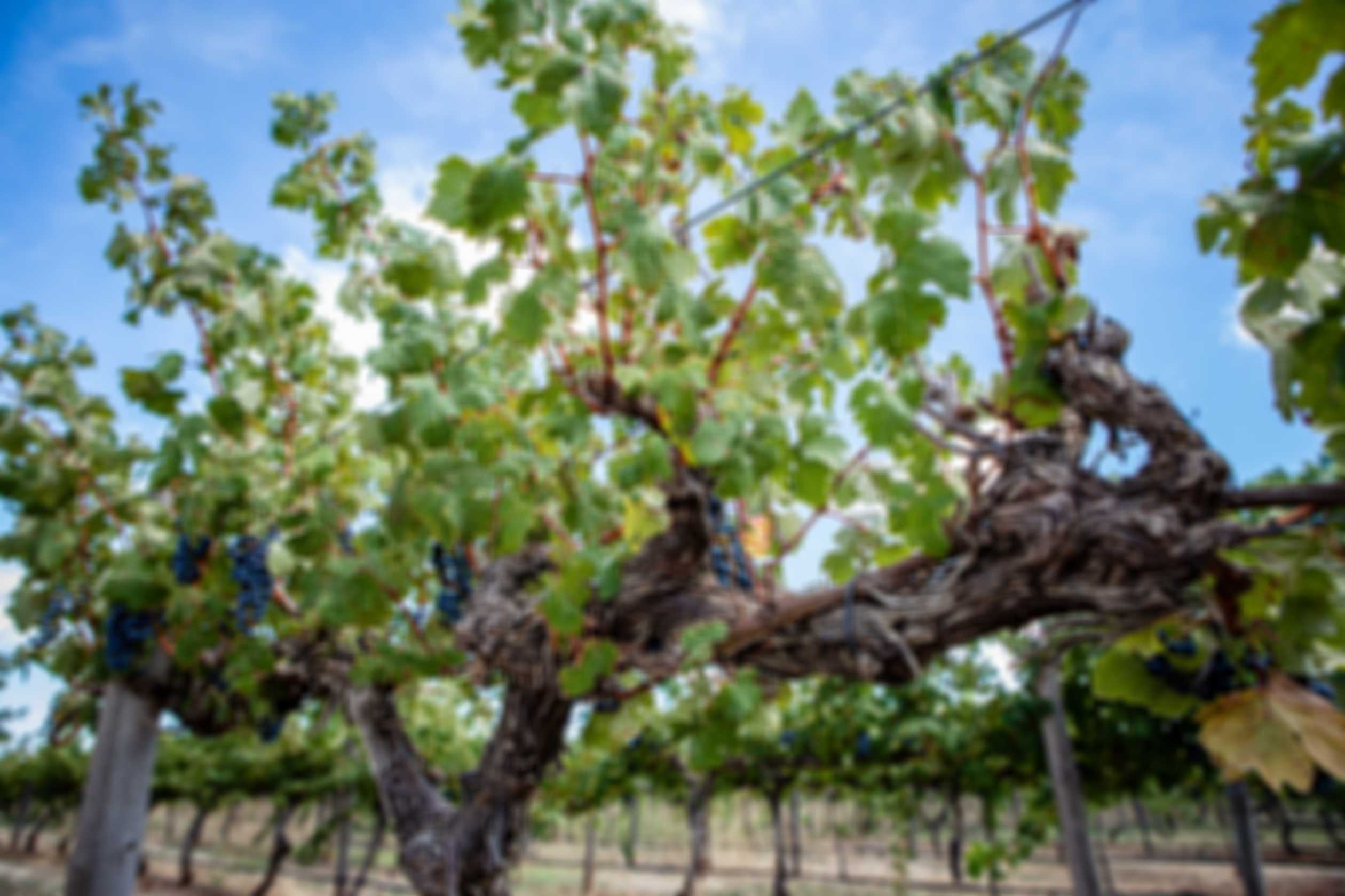 Vines in vineyard