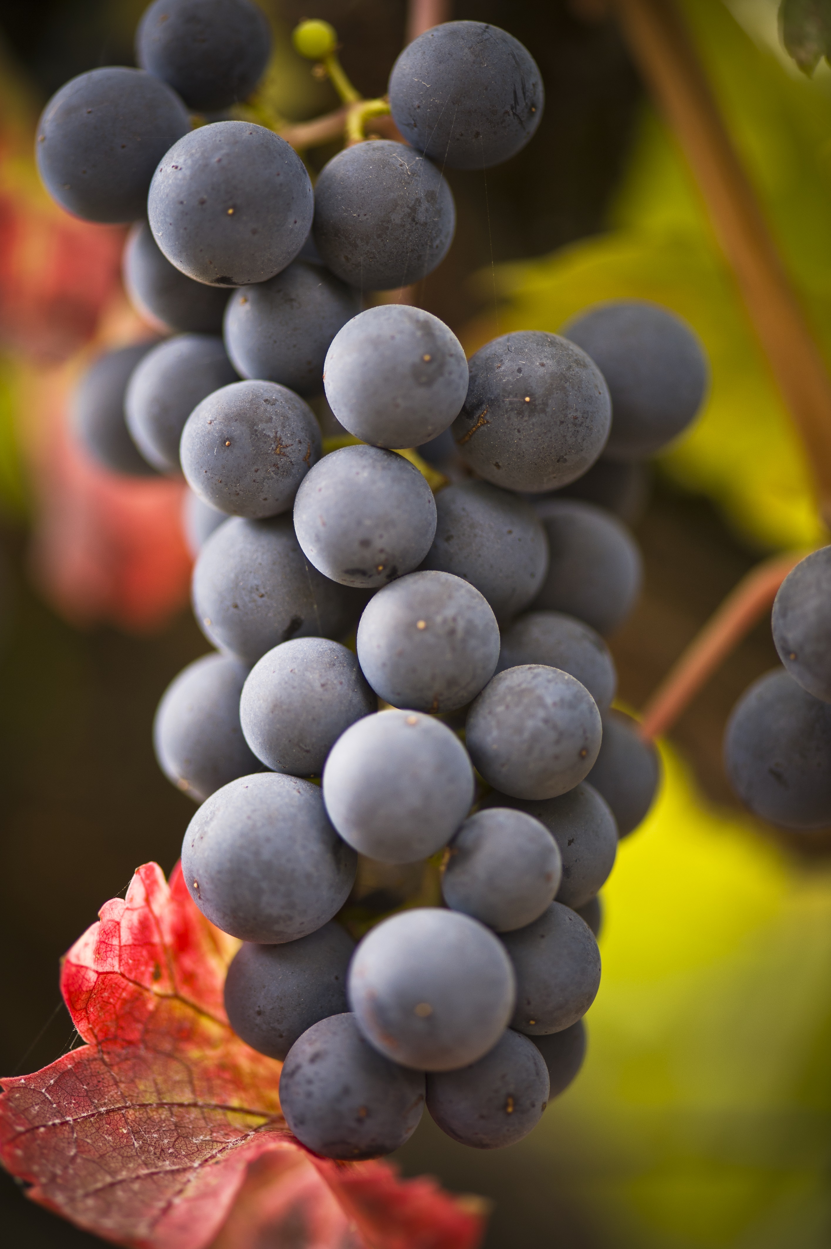 Grape Excellent Picture Downloadable Images - Treasury Wine Estates