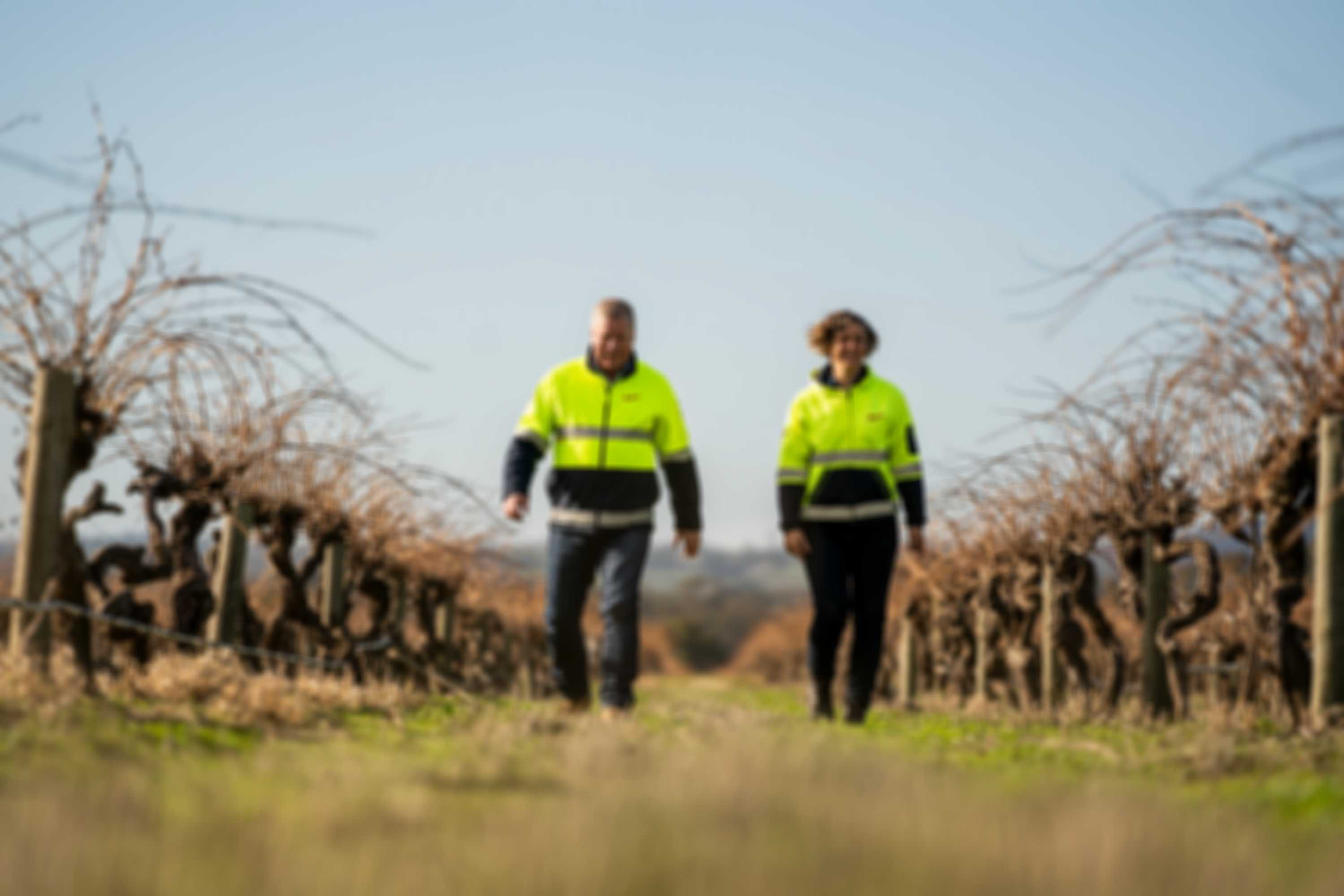 Staff walking through the vineyard