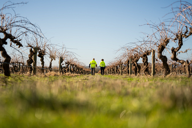 People in high vis vests in vineyard