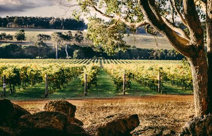 Vineyard set among hills with tree and bunch of rocks in the foreground