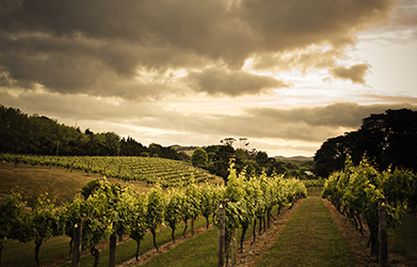 TWE New Zealand Vineyards