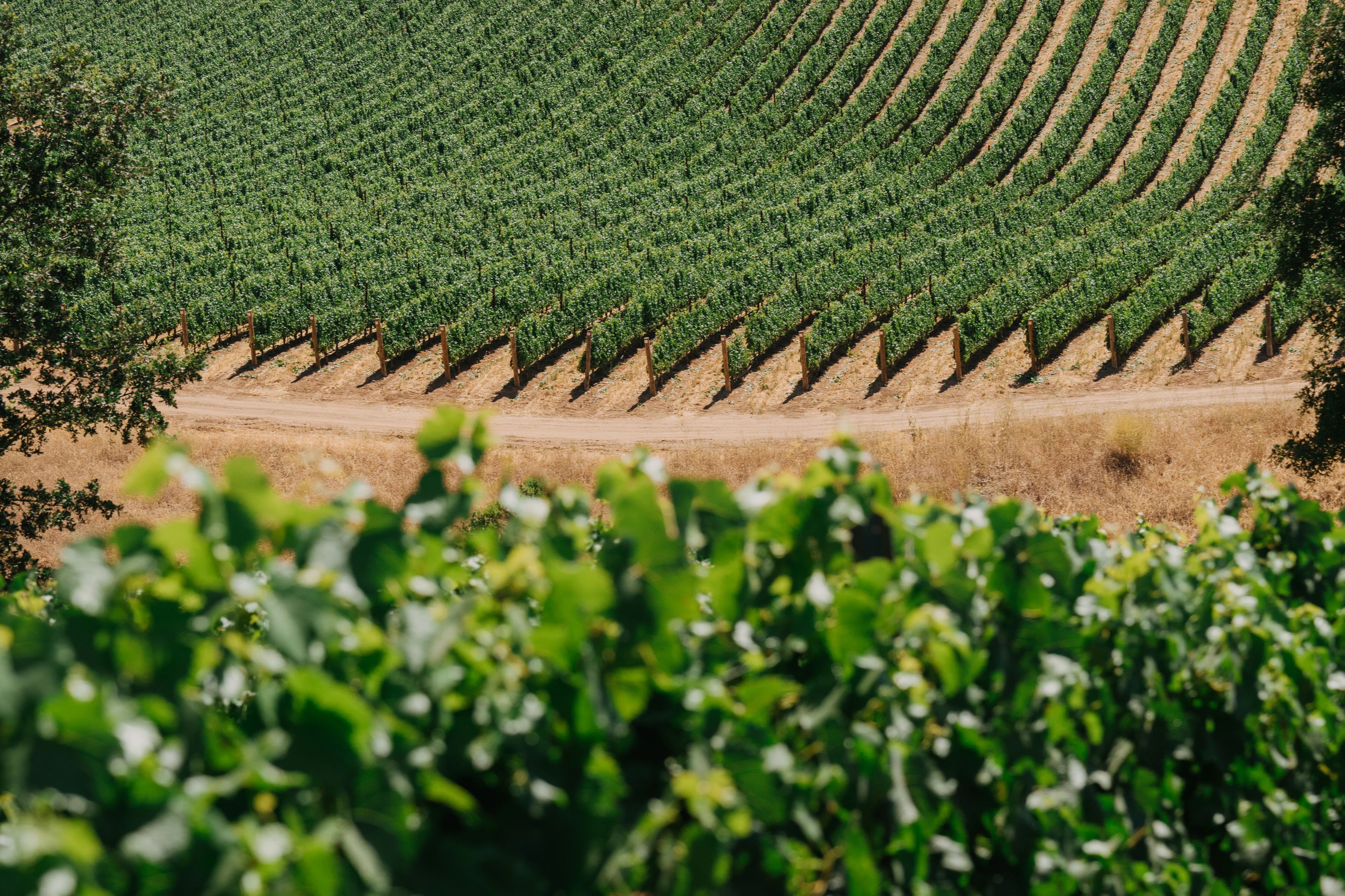 Picture of green vineyard