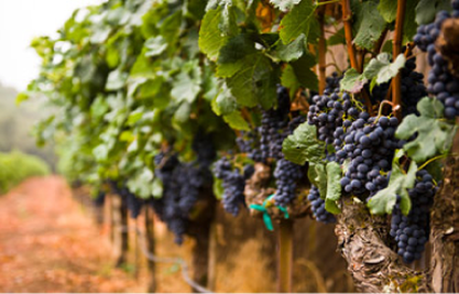 Blue grapes in vineyard