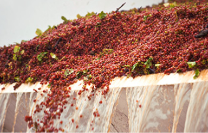 Grapes getting washed as part of the winemaking process
