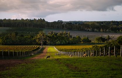 Devil's Lair vineyard