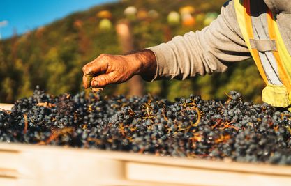 DAOU Sunset Harvest