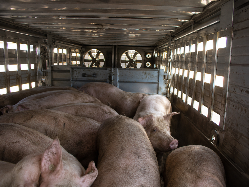 Transport d’animaux en période de canicule : des cochons sont entassés à l’intérieur d’une bétaillère métallique, avec la lumière qui passe par les fentes d’aération et se projette sur les animaux et les parois