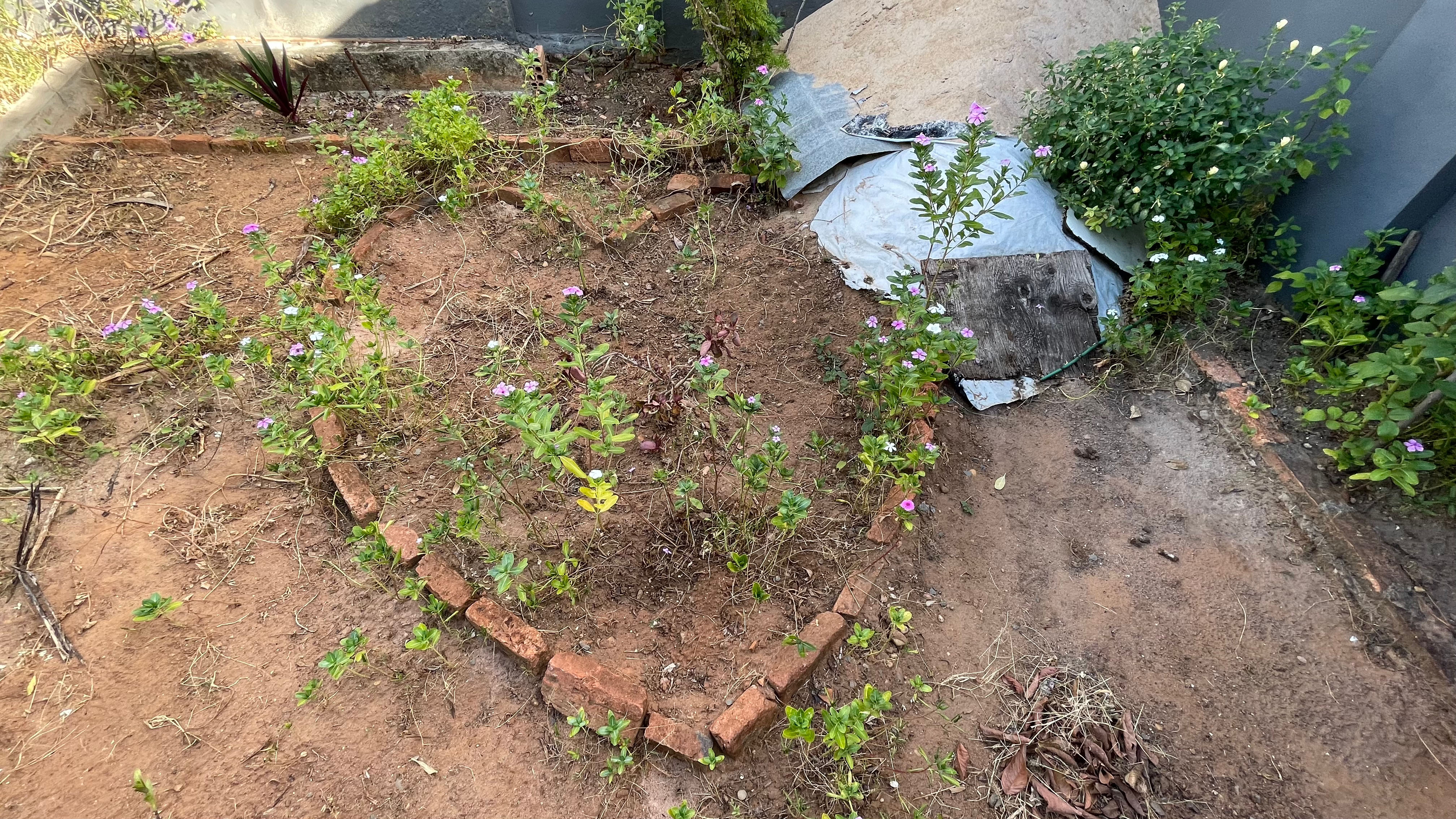 A heart-shaped flowerbed composed by Íris V. da Rocha in 2022. Courtesy of the artist.