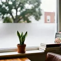 Potted plant on a windowsill with blurred outdoor view, next to stacked books and a cookbook.