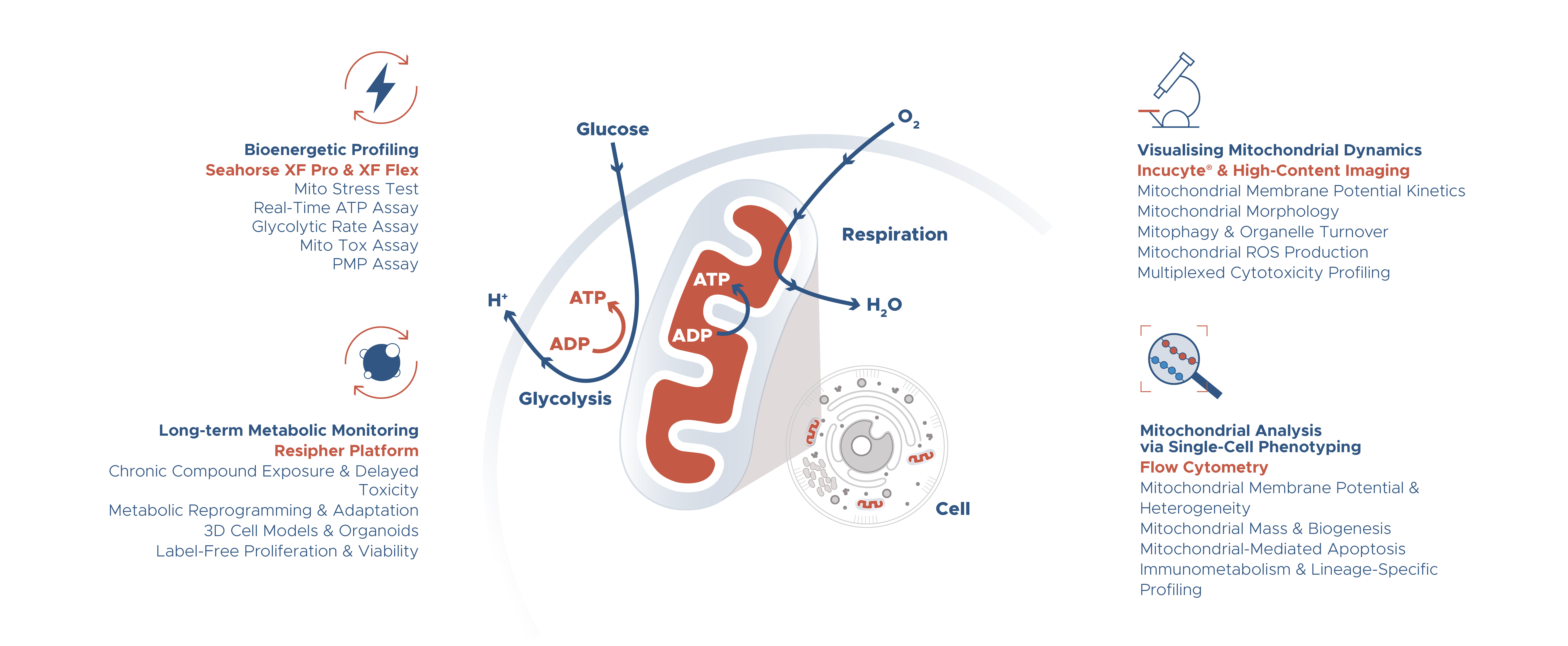 Mitochondrial biology expertise at BioAscent