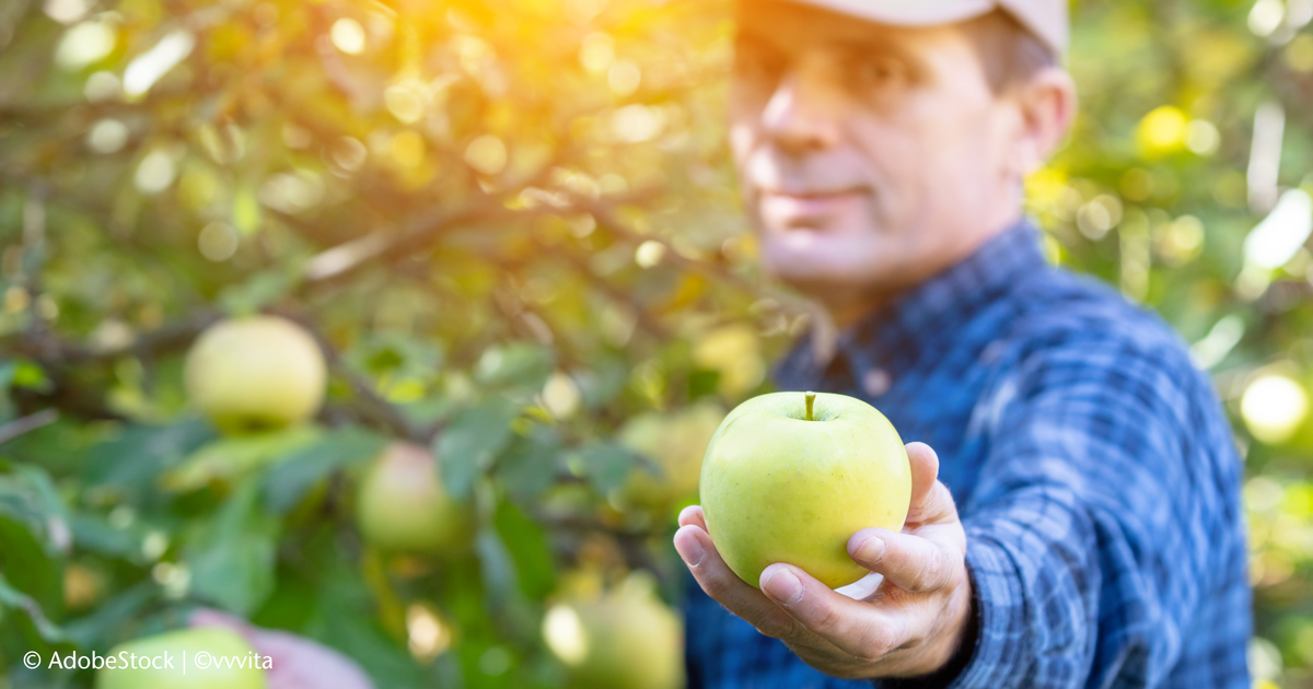 Person hält einen frischen Apfel in einem Obstgarten als Symbol für gesunde Ernährung, Nährstoffe und Prävention.