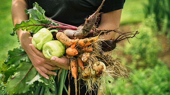 Ein Bund Gemüse frisch aus dem Garten