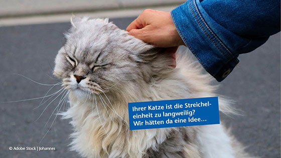 Katze wird gestreichelt