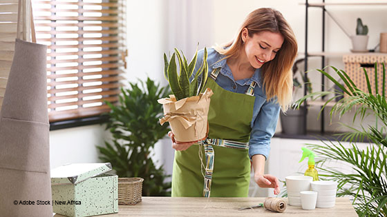 Frau verpackt eine Pflanze als Geschenk